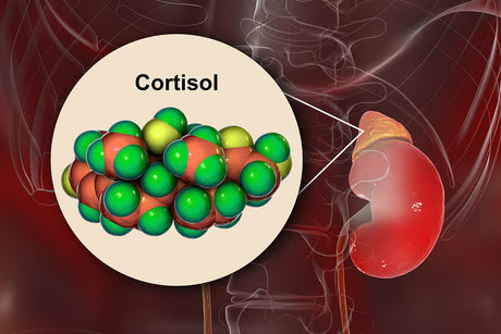 Managing Cortisol for the Benefit of Fitness and General Health