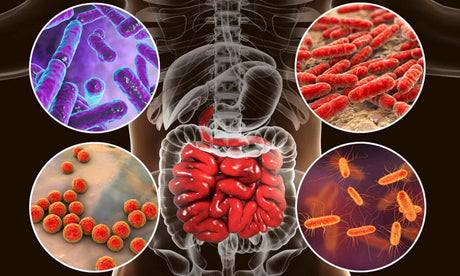 Implications of gut microbiome imbalances and methods to gut harmony.