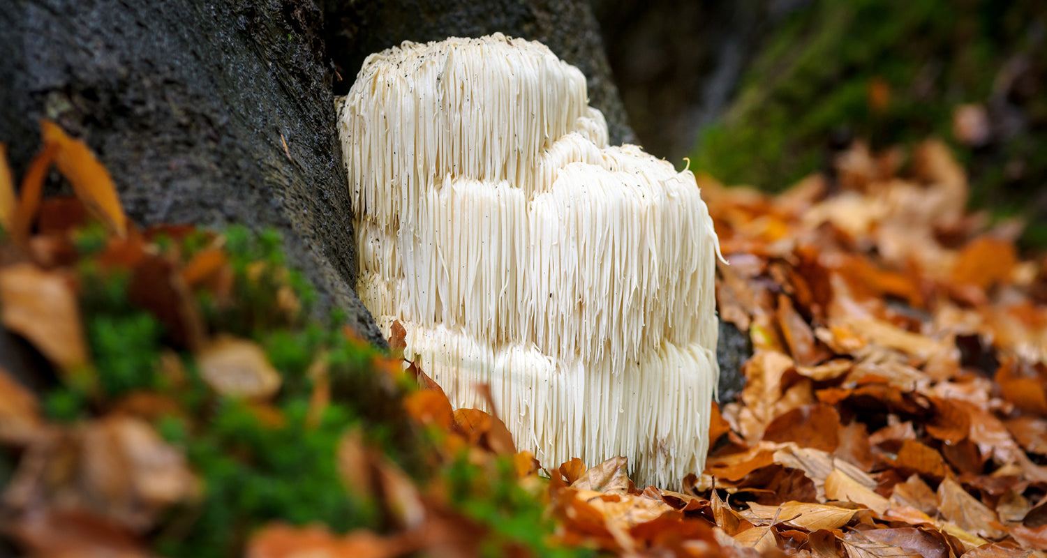 Lion's mane mushroom: The powerhouse fungi